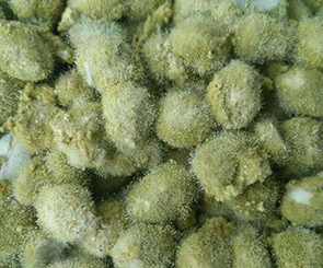 专注长效防霉抗菌剂的研发与精准应用——走进惠州铭铠防霉抗菌科技